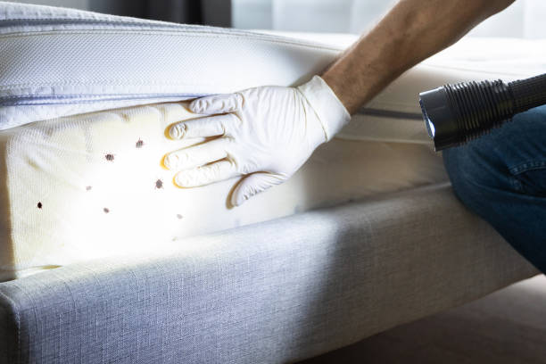 Best Best Pest Control Companies  in Walnut Cove, NC