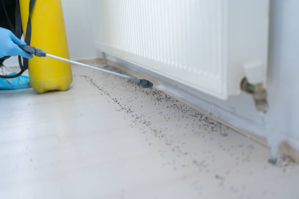 Best Cockroach Control Services  in Walnut Cove, NC